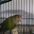 Birds 1 thumbnail
