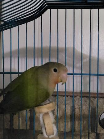 Birds 1
