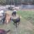 Goats 1 thumbnail