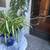 Spider Plant w/ Several Flowering Sprigs  in Blue and White Ceramic 3 thumbnail