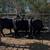 3 Brangus Cows 5 thumbnail
