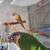 3 conures 5 thumbnail