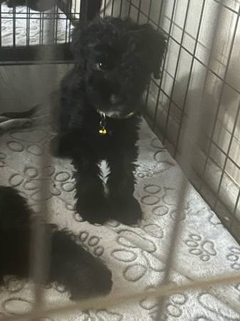 Cachorro Schnoodle (Las Vegas)