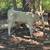 Calves 1 thumbnail