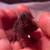 Button Quail (Chinese Painted Quails) Hatching Eggs – Unique Colors 3 thumbnail