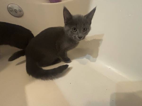 gatitos (Cedar Rapids)472682971613767681