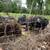 KuneKune 4 thumbnail