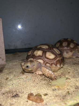 Rehoming a Pair of Sulcata Tortoises - Looking For a Good Home (Desert Hot Springs)63920646404354120