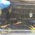 NEOCARIDINA CULL SHRIMP 3 thumbnail