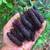 Rare Mulberry Trees, Giant black pakistan, Super Sweet! 5 thumbnail