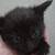 Rehoming kittens 5-6 weeks old 3 thumbnail