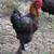 Roosters 1 thumbnail