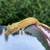 Crested geckos 4 thumbnail