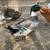 Ducks 3 thumbnail