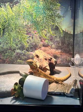 Bearded Dragon 1