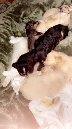 I have some puppies looking for their forever homes 1