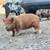 Kunekune piglets 2 thumbnail