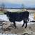 BLACK ANGUS STEER 4 thumbnail
