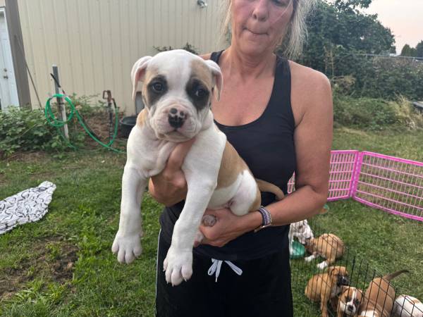 Bullies (Lewiston)63697509215489122