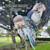 Tamed DNA Lovebirds & Green Cheek Conures 8 thumbnail