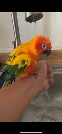 Male Sun Conure 1