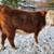 Hereford Heifers-3 and Bull Calf-1 6 thumbnail