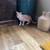 Kittens 4 thumbnail