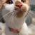 Female orange and white kitten 3 thumbnail
