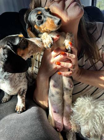 Wiener Puppies (New Castle, In)64277842583425122