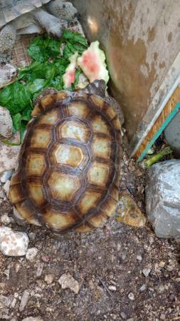 Sulcata Tortoise 1