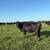Older Bred Cows 7 thumbnail