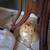 3 kittens 5 thumbnail