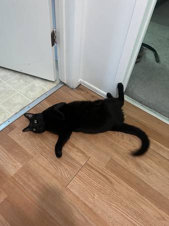 FREE 2 y/o black cat (Silver Lake)63877736346497123