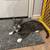 Gray kitten 3 thumbnail