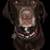 CHOCOLATE LAB HOUND MIX/5yr old female/SPAYED & CURRENT SHOTS - LOOK!! 1 thumbnail