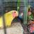 Lovebirds 3 thumbnail