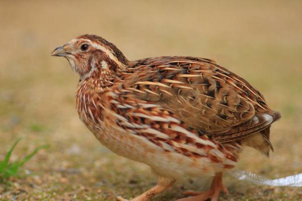 Coturnix Quail 1