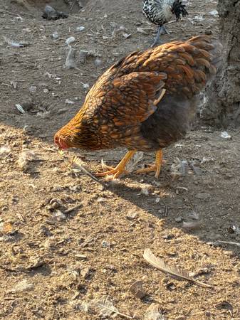 Pullets: Spitzhaubens and Wyandottes 1