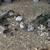 Coturnix Quail 3 thumbnail