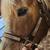 Two Halflinger Draft Horse ,both Mares 9 thumbnail