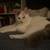 Rehome Kitten 1 thumbnail