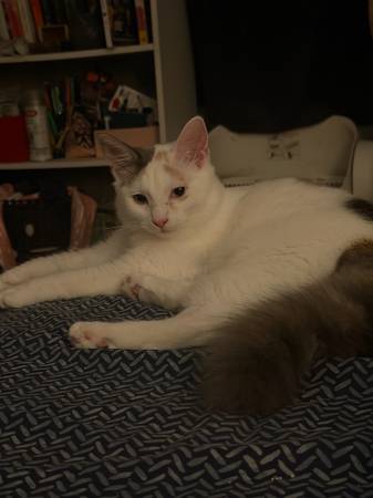 Rehome Kitten 1