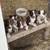 Border collies 2 thumbnail
