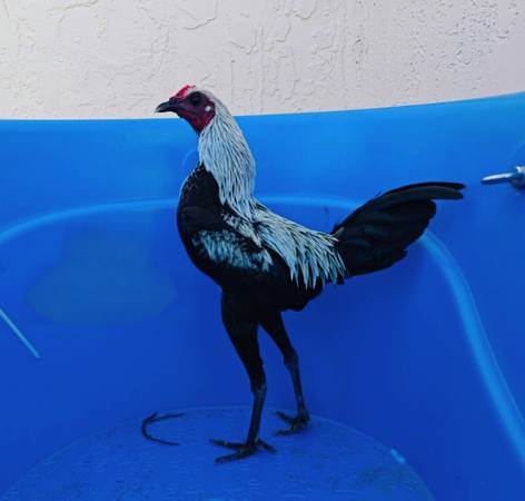 Show Modern Game Bantam Cockrels 1