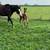 ~ Foals ~ 5 thumbnail