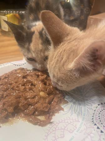 Rehoming Kittens (Eufaula)585010177859932162