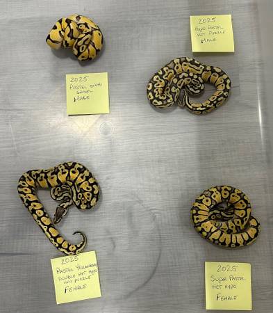 Python real65347742203905124