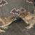 Bantam chicks 4 thumbnail