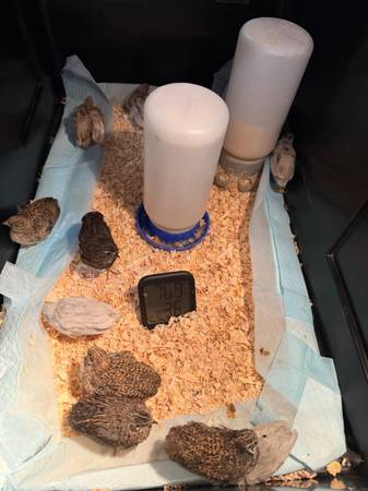 12 button quail 1