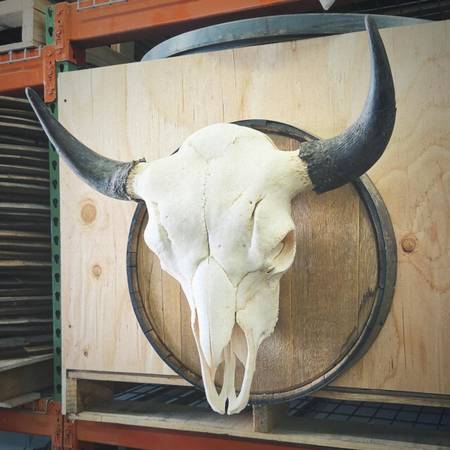 Barrel Head Skull Mount 1